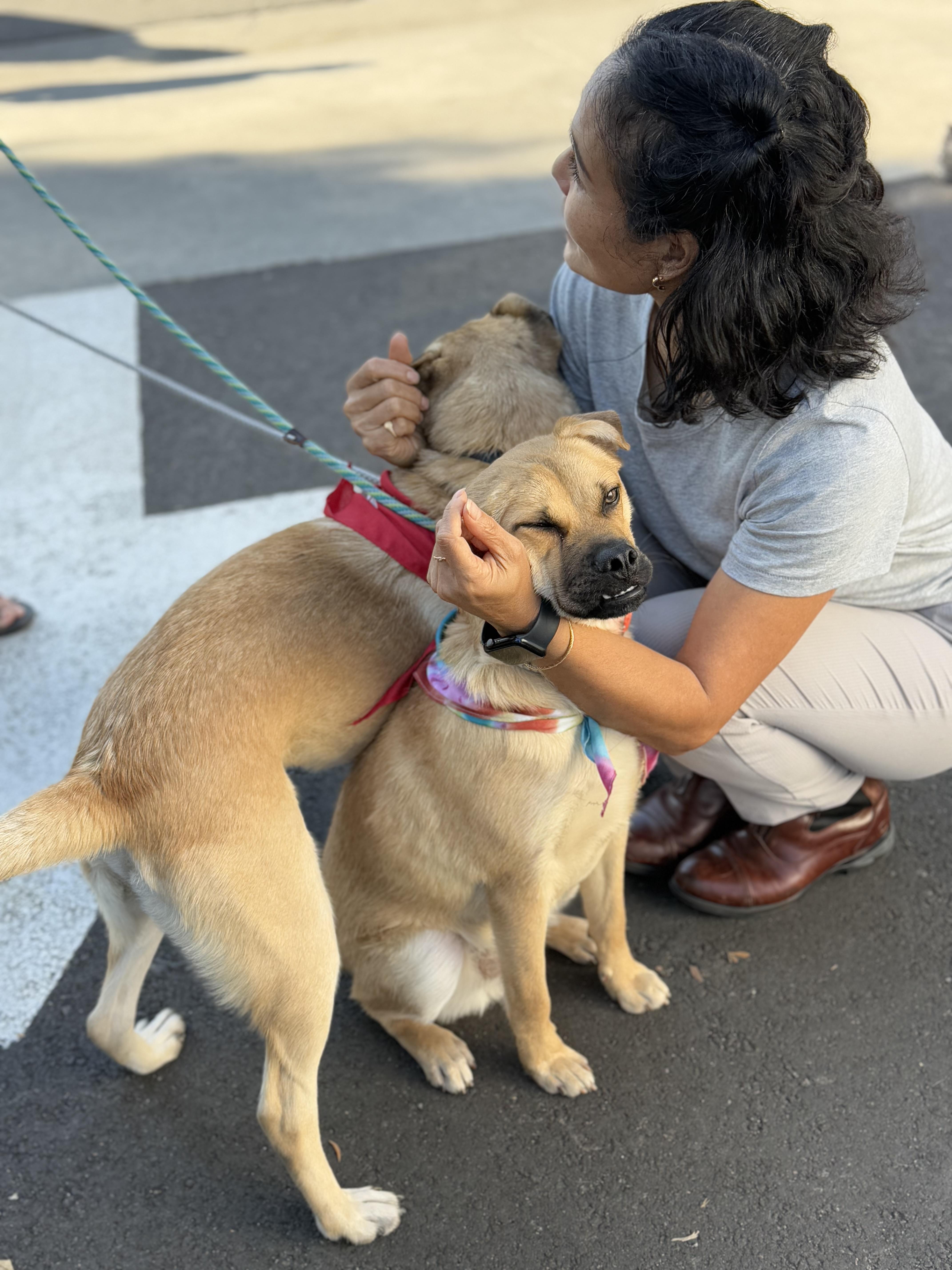 Enlarge Bob & Mike, a Adoptable mixed breed in El Segundo, CA image 3/6