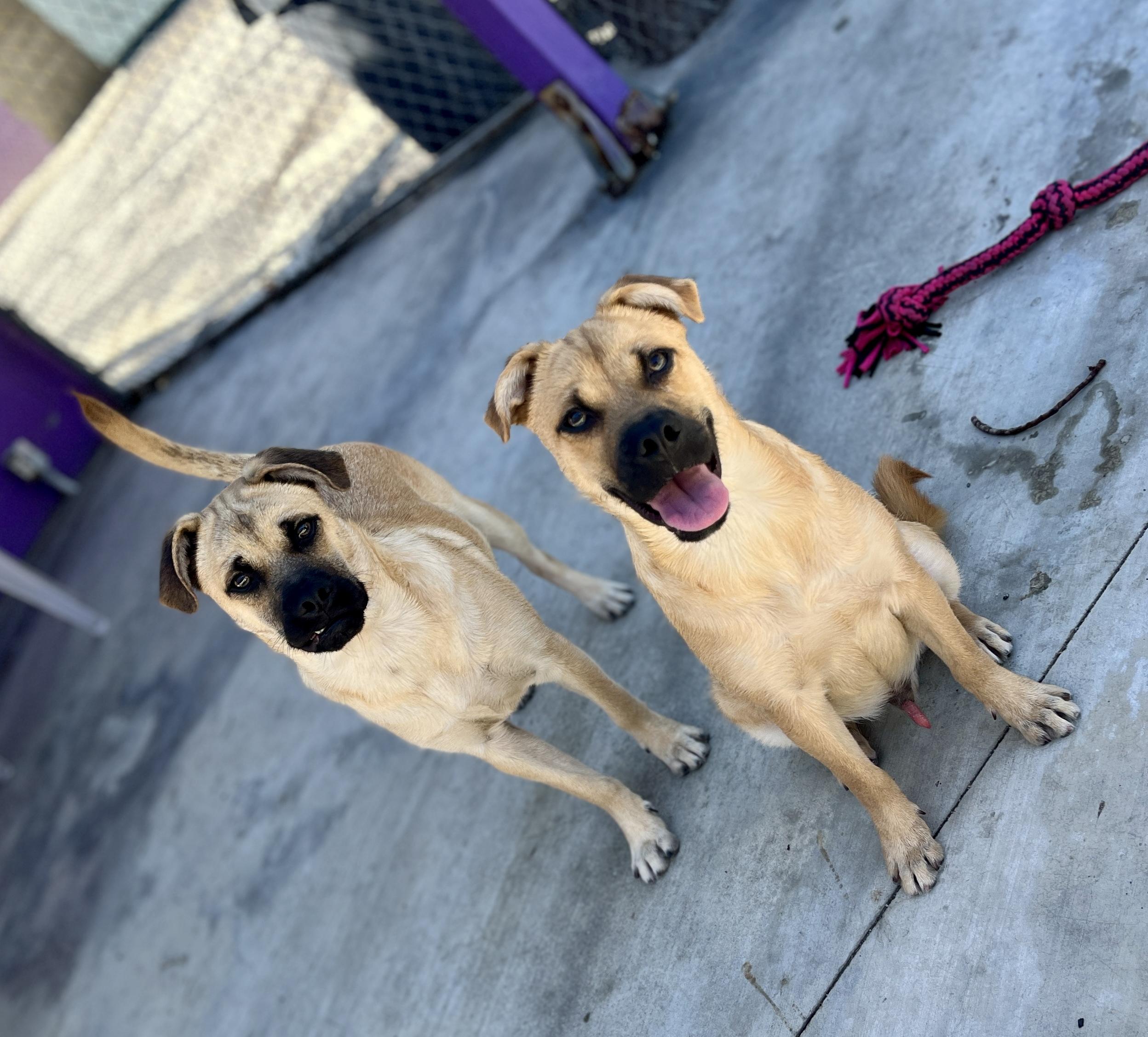Bob & Mike, a Adoptable mixed breed in El Segundo, CA image 1/5