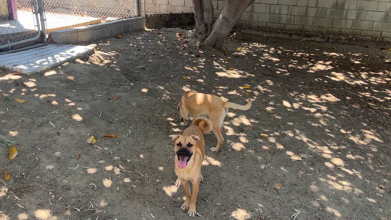 Enlarge Bob & Mike, a Adoptable mixed breed in El Segundo, CA video 2/5