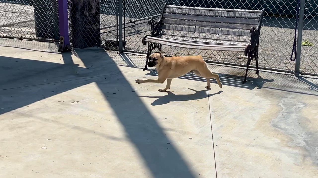 Enlarge Bob & Mike, a Adoptable mixed breed in El Segundo, CA video 5/5