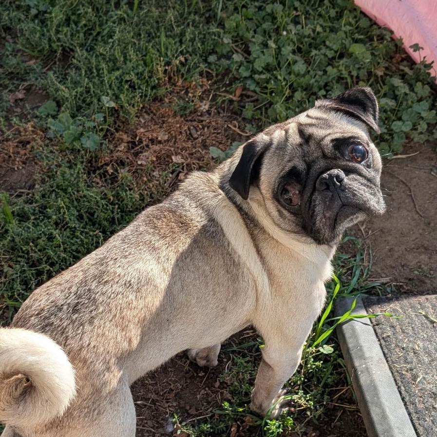 Enlarge Potato, a ADOPTABLE Pug in The Dalles, OR image 2/3