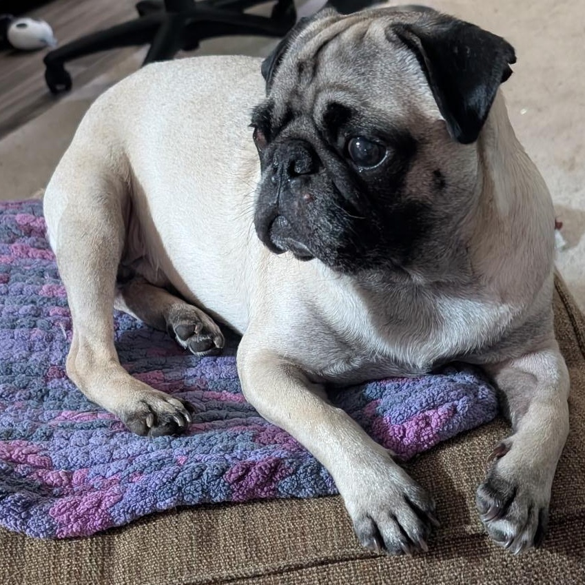 Enlarge Potato, a ADOPTABLE Pug in The Dalles, OR image 1/3