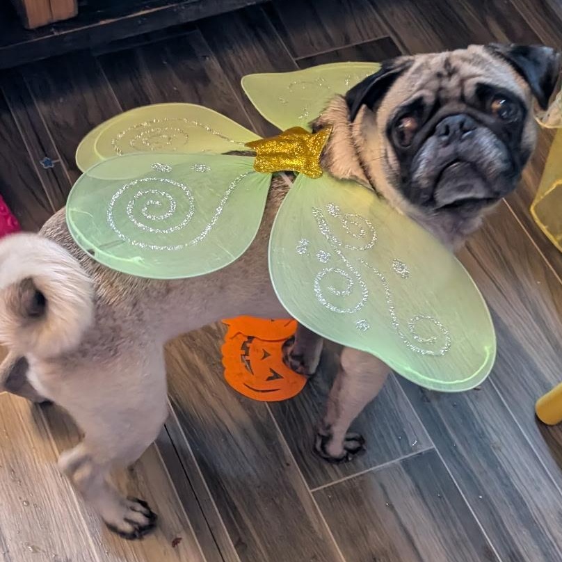 Enlarge Potato, a ADOPTABLE Pug in The Dalles, OR image 3/3