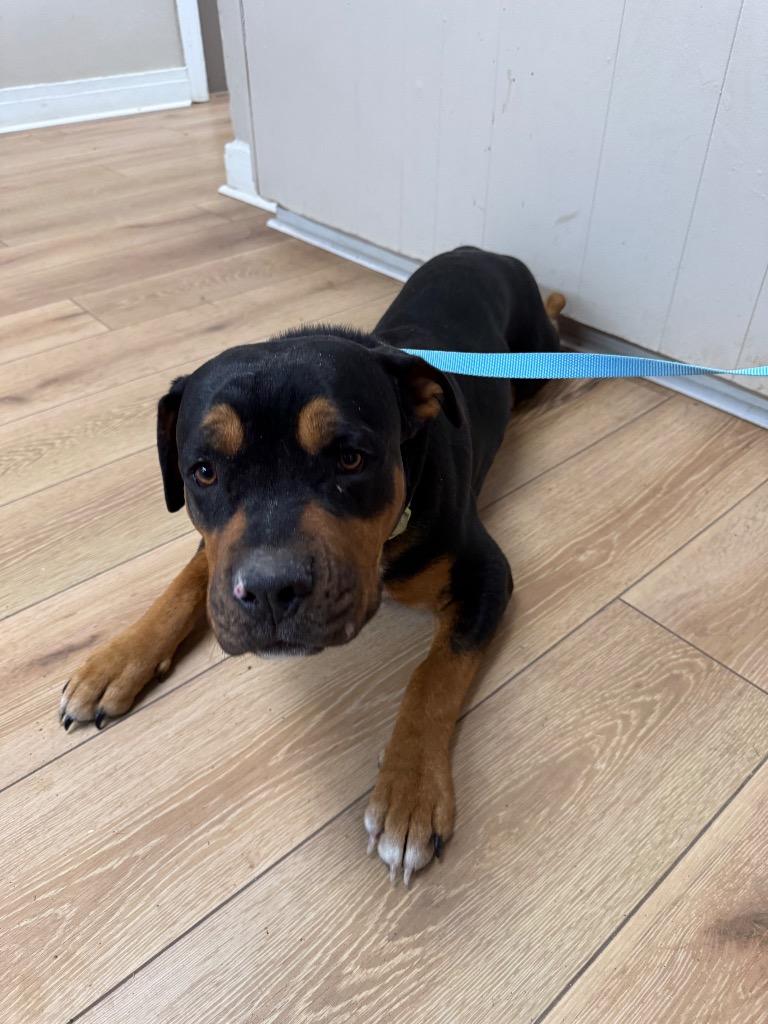 Storm, Adoptable, Adult Male Rottweiler & Mixed Breed.