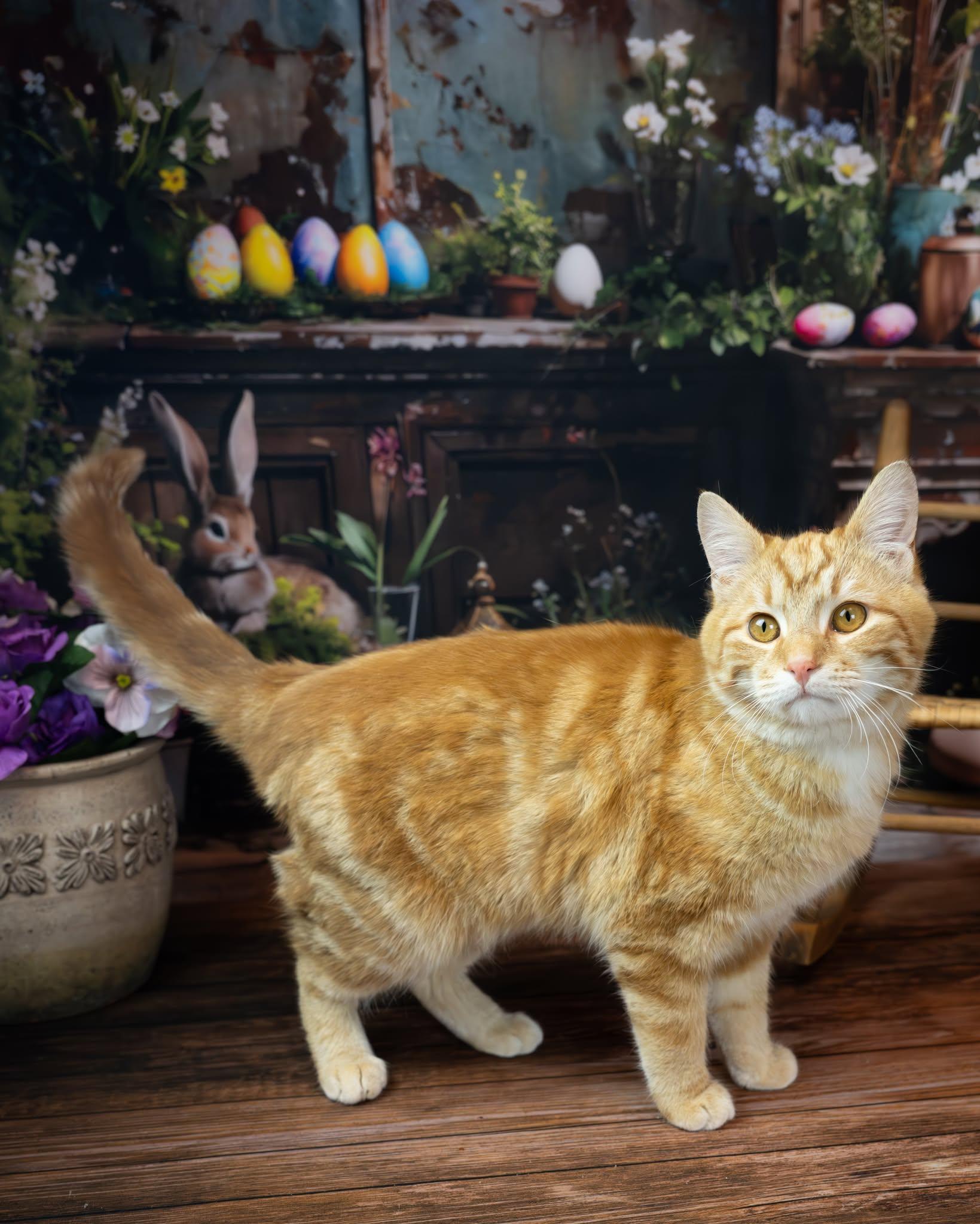 Enlarge Charlie, an adopted Domestic Short Hair in Lapeer, MI image 1/4