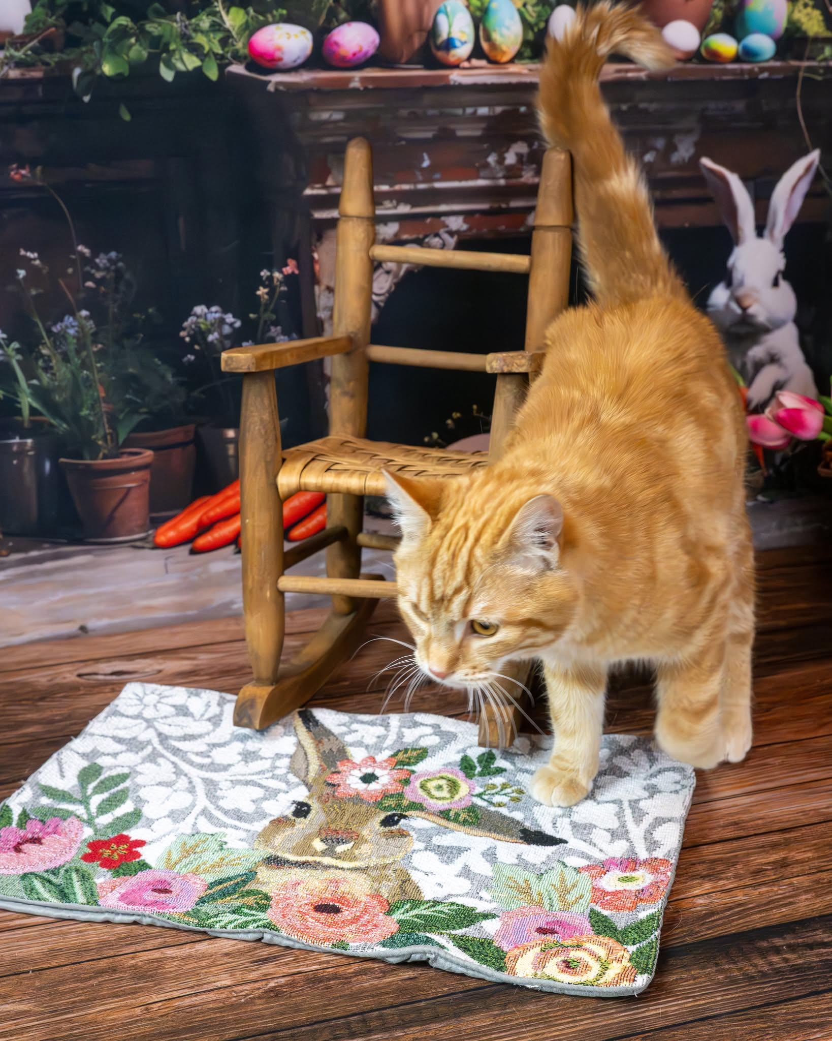 Enlarge Charlie, an adopted Domestic Short Hair in Lapeer, MI image 2/4