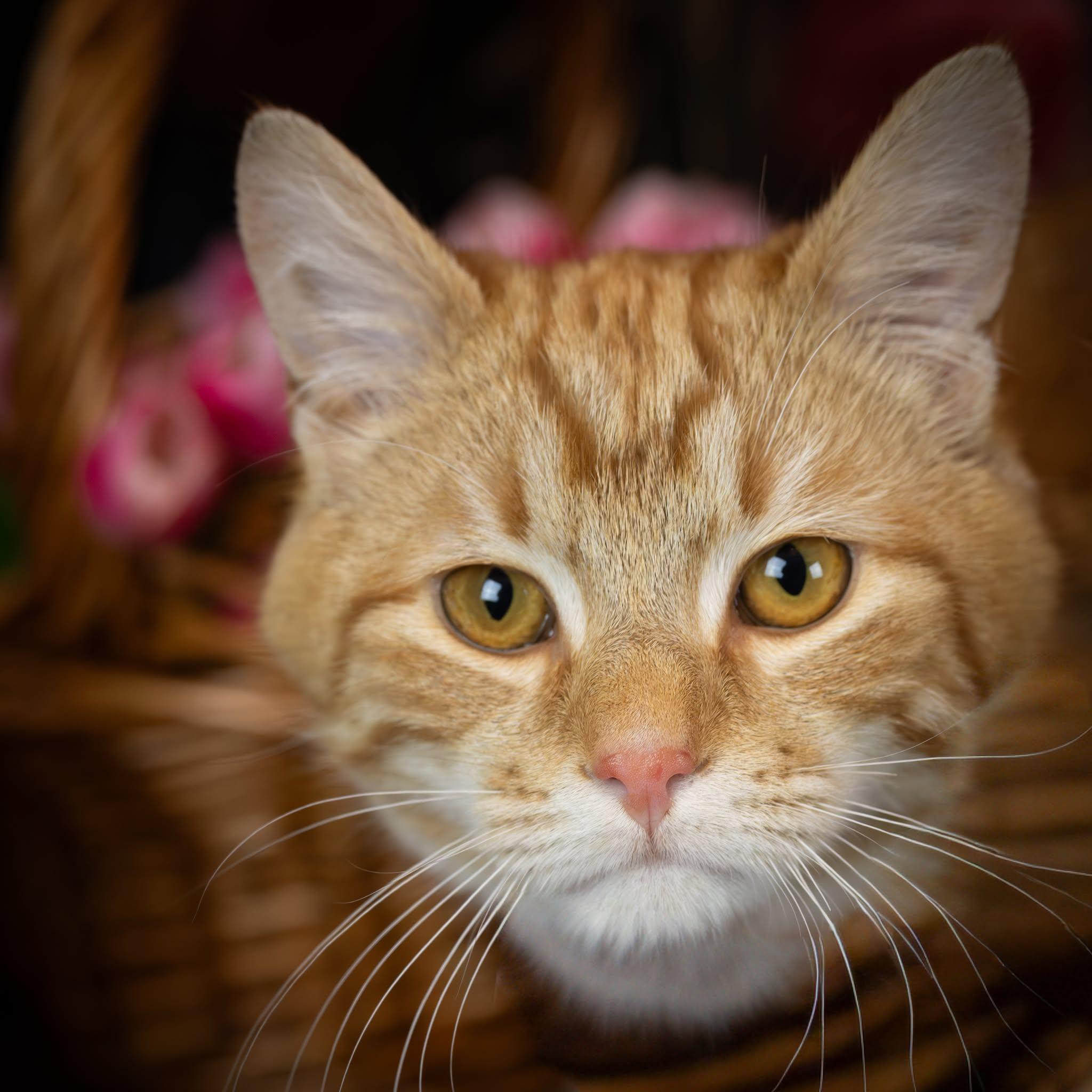 Enlarge Charlie, an adopted Domestic Short Hair in Lapeer, MI image 3/4