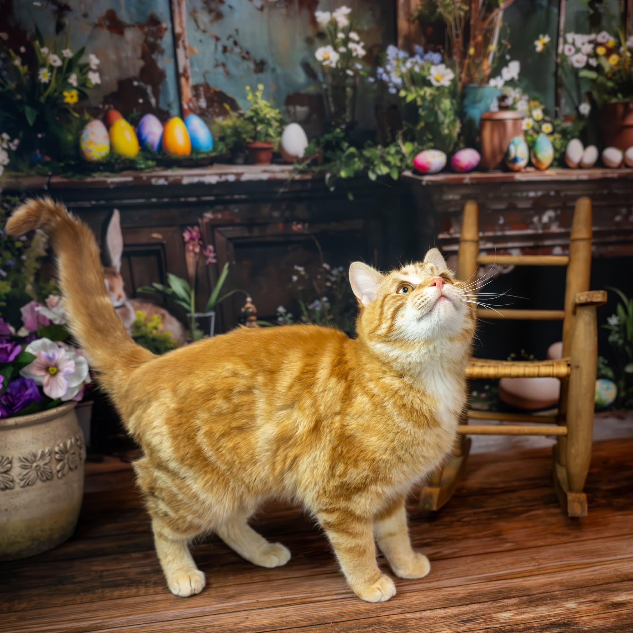 Enlarge Charlie, an adopted Domestic Short Hair in Lapeer, MI image 4/4