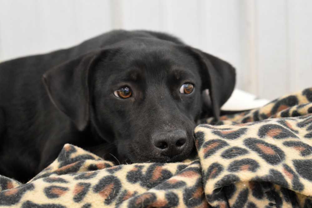 Enlarge Finn, a Adopted mixed breed in Miramar Beach, FL image 1/1
