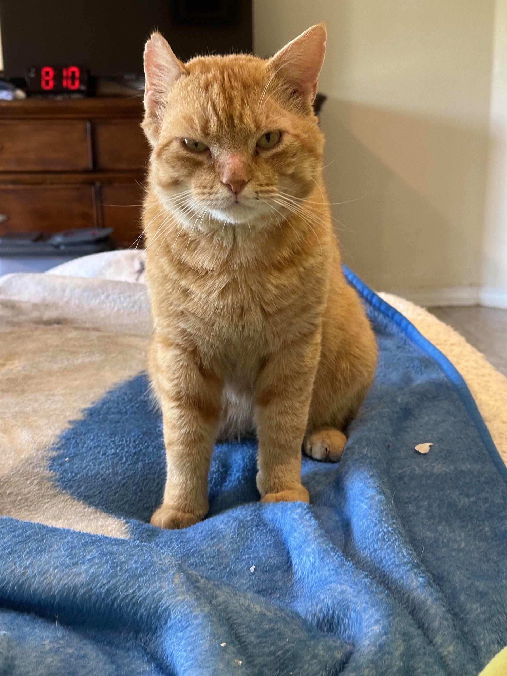Enlarge Morris Blaze, an adopted mixed breed in Biloxi, MS image 1/2