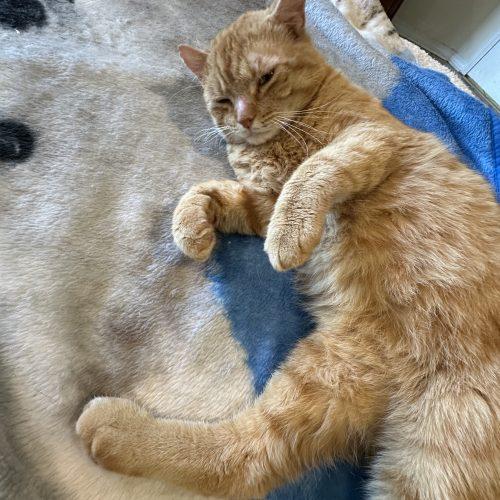 Enlarge Morris Blaze, an adopted mixed breed in Biloxi, MS image 2/2