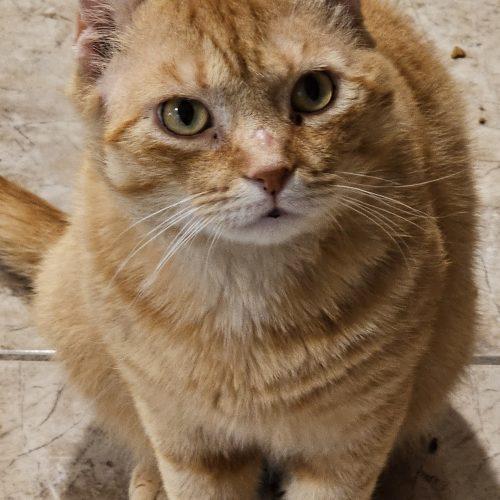 Enlarge Morris Blaze, an adopted mixed breed in Biloxi, MS image 3/3