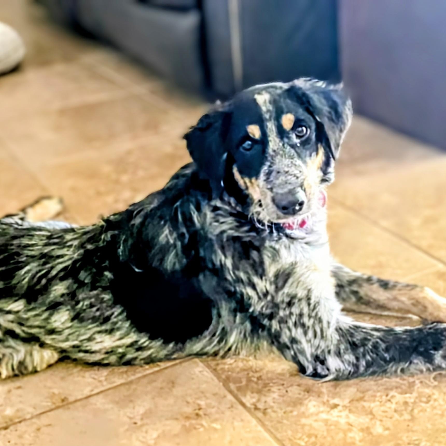 Enlarge Megan, an adoptable mixed breed in CORPUS CHRISTI, TX image 1/6