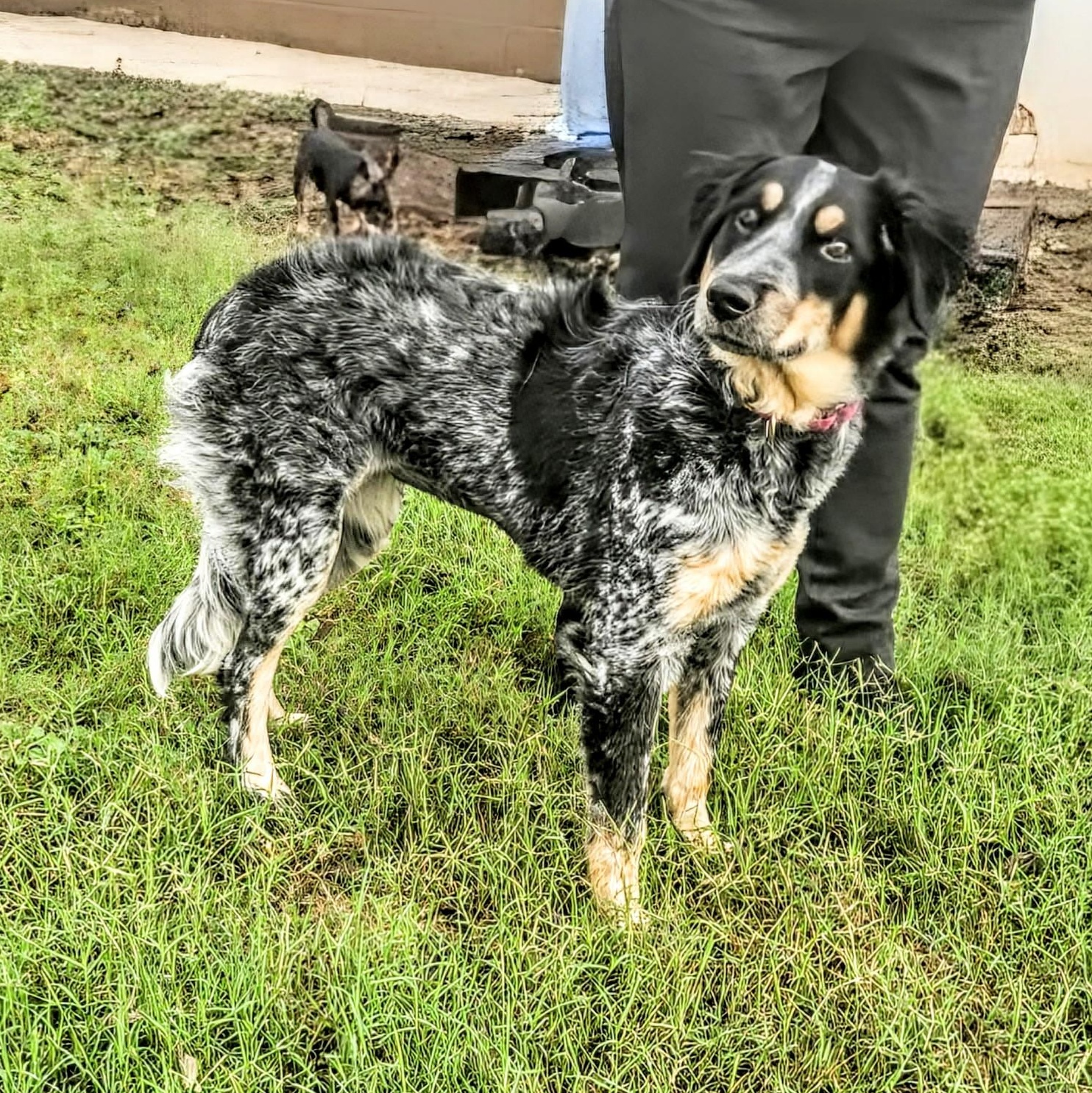 Enlarge Megan, an adoptable mixed breed in CORPUS CHRISTI, TX image 2/6