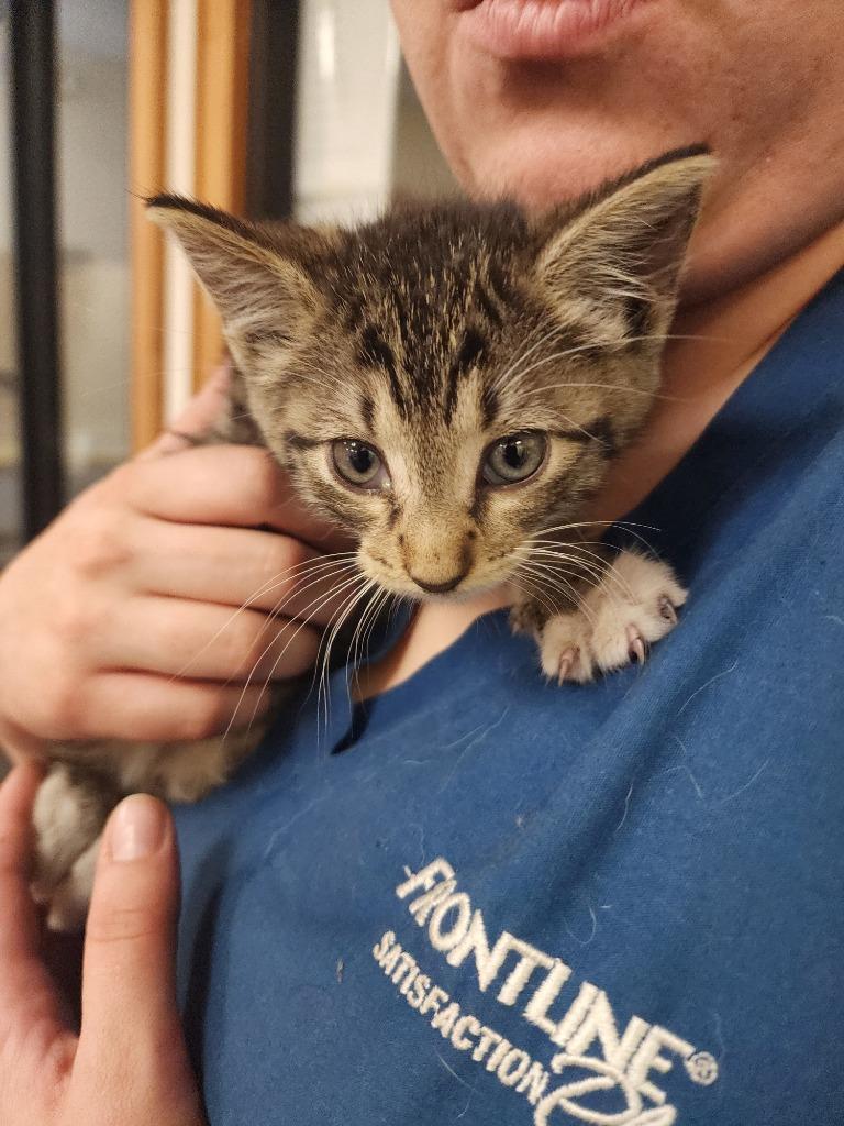 Curtis, Adoptable, Young Male Domestic Short Hair.