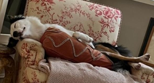 PG, a Adoptable Border Collie in Cordova, TN image 5/6