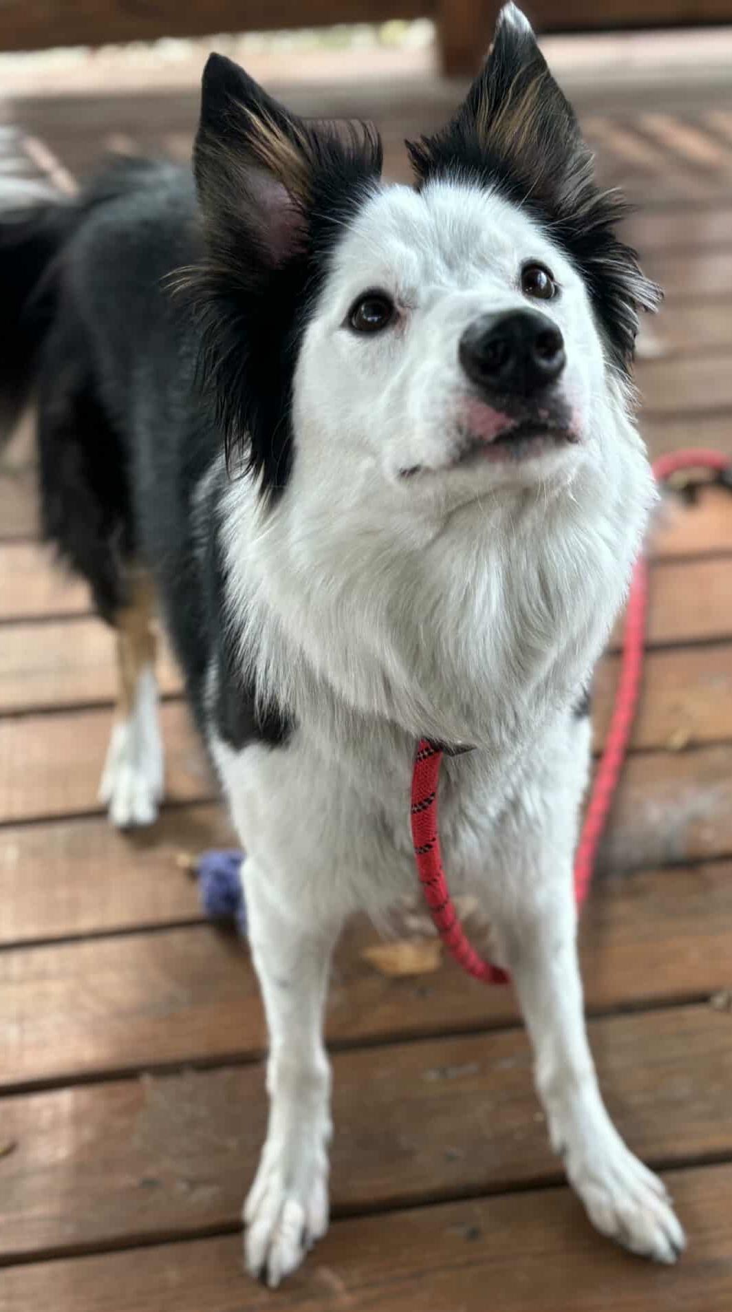 PG, Adoptable, Adult Female Border Collie.