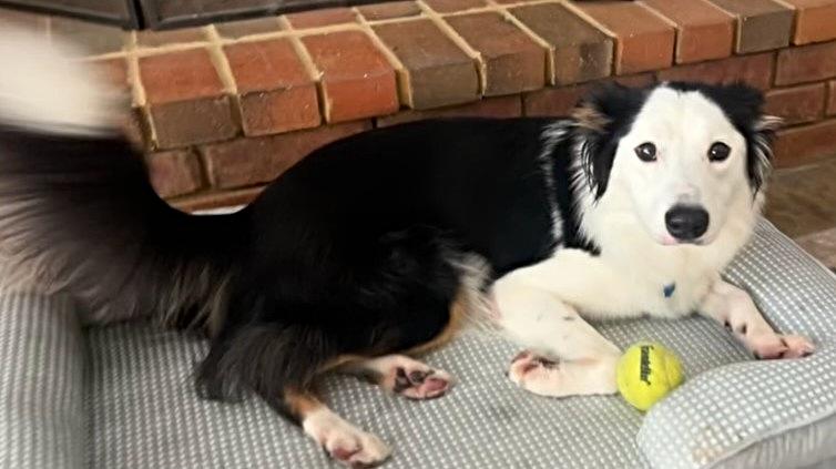 PG, a Adoptable Border Collie in Cordova, TN image 4/6