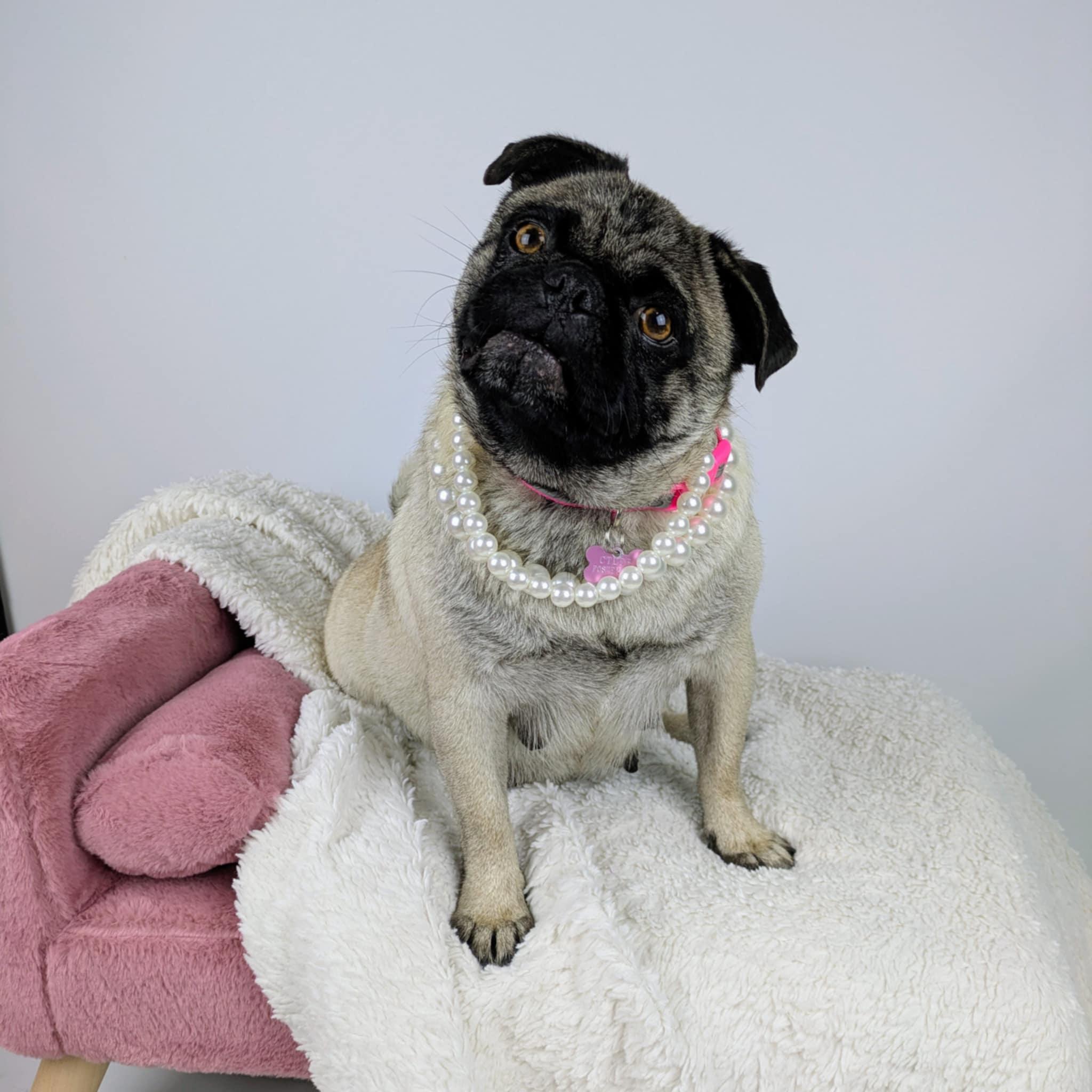 Gladys, ADOPTABLE, Young Female Pug.