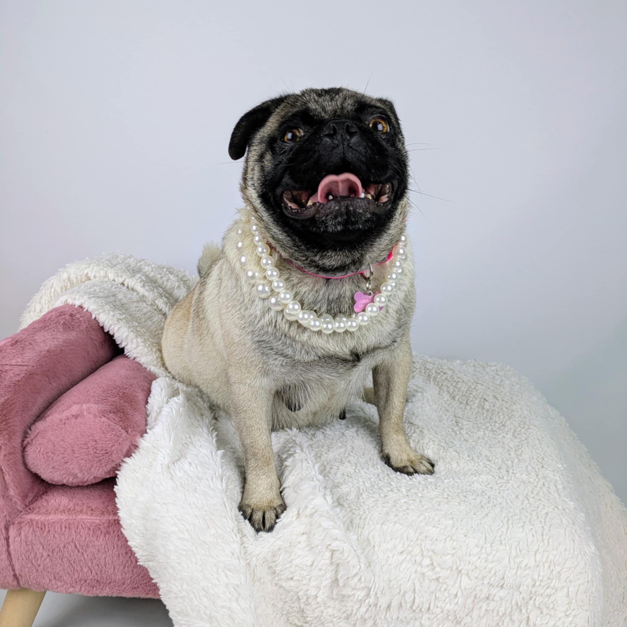 Enlarge Gladys, a ADOPTABLE Pug in Round Rock, TX image 2/2