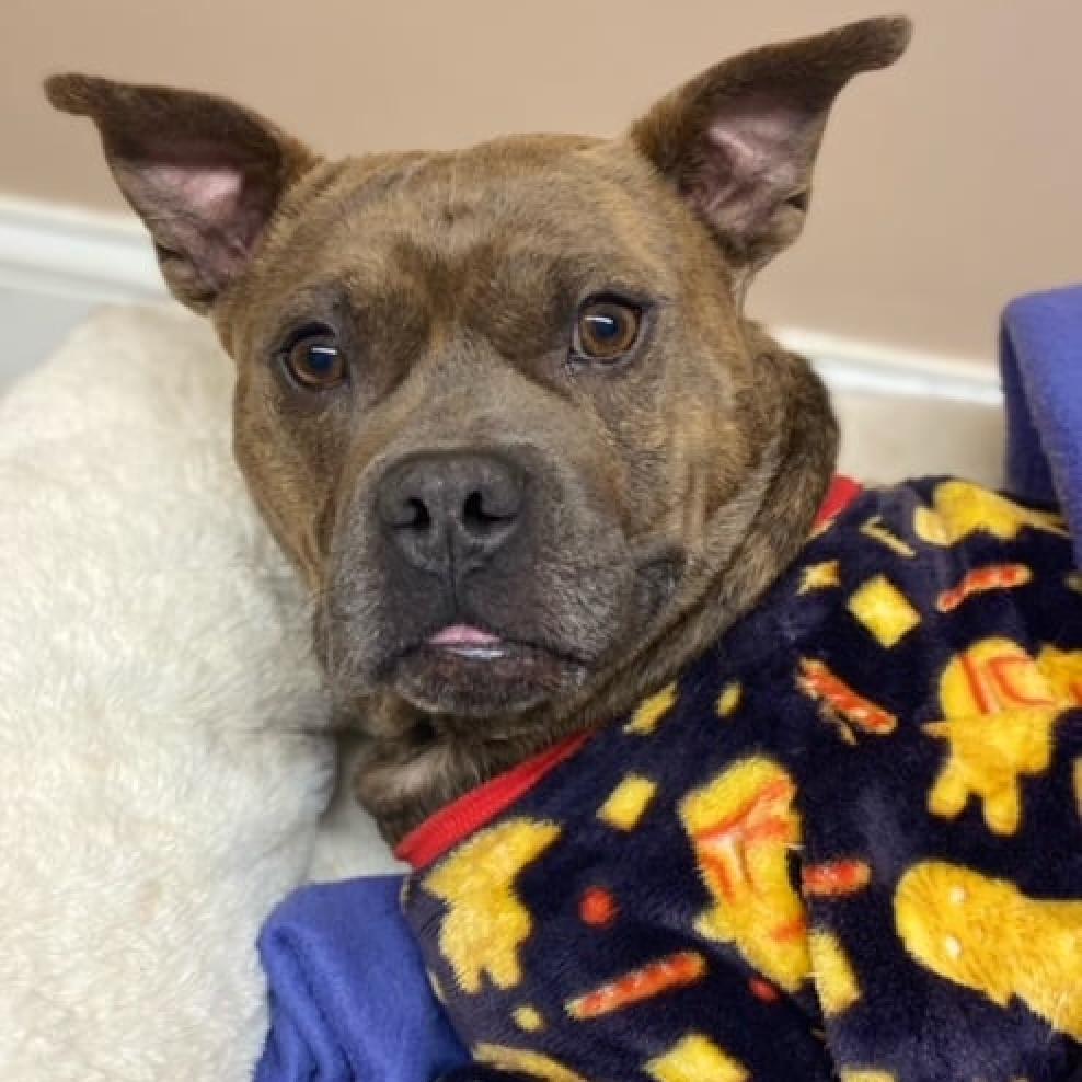 Enlarge Mammoth, a Adoptable mixed breed in Aldie, VA image 1/6