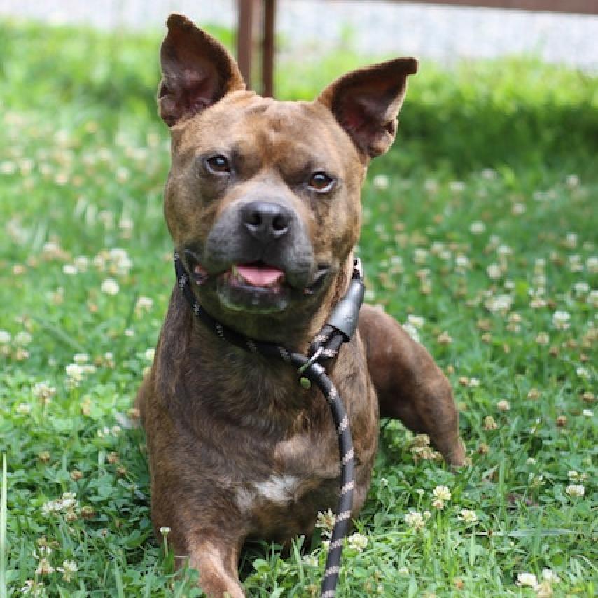 Mammoth, Adoptable, Adult Male American Staffordshire Terrier.