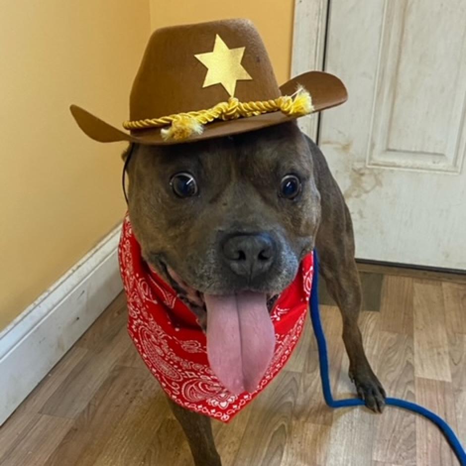 Enlarge Mammoth, a Adoptable mixed breed in Aldie, VA image 3/6