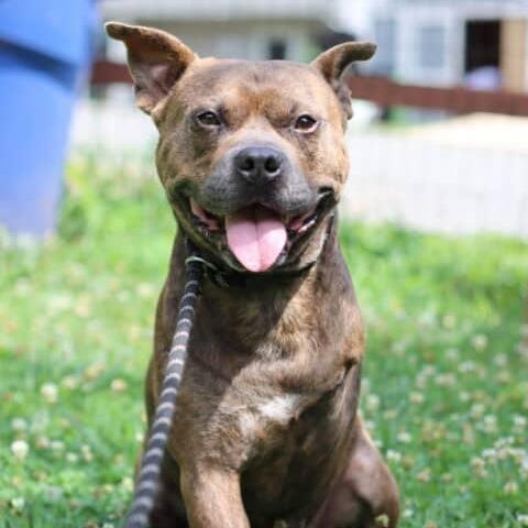 Mammoth, a Adoptable mixed breed in Aldie, VA image 5/6