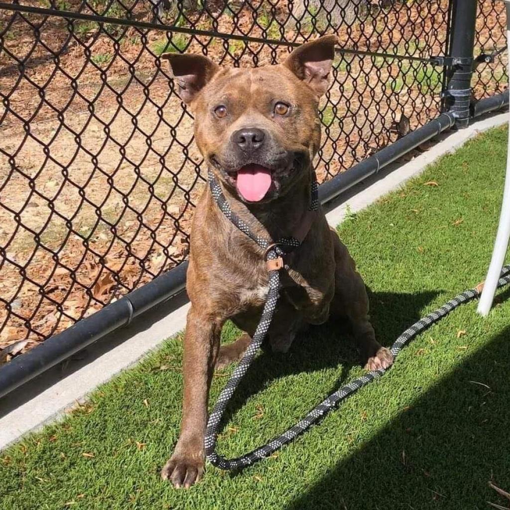 Enlarge Mammoth, a Adoptable mixed breed in Aldie, VA image 4/6