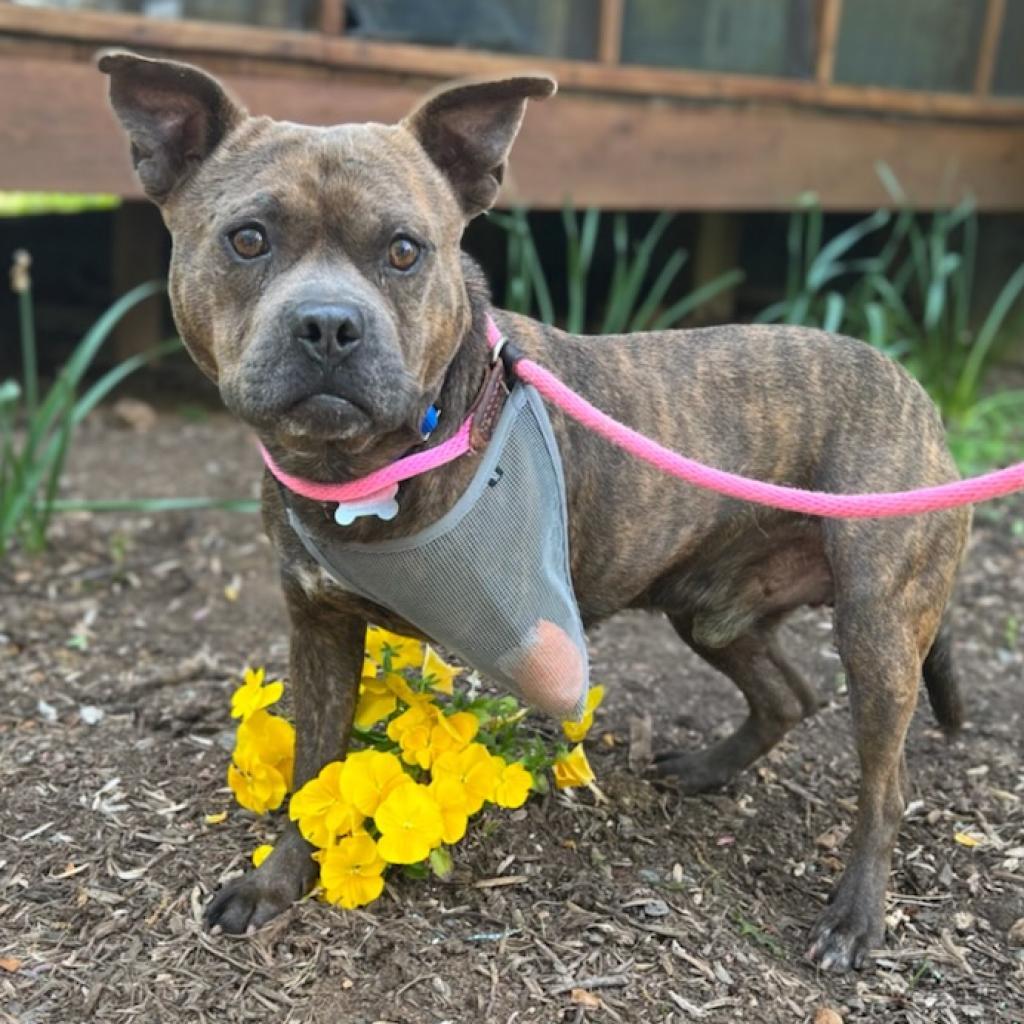 Enlarge Mammoth, a Adoptable mixed breed in Aldie, VA image 5/6