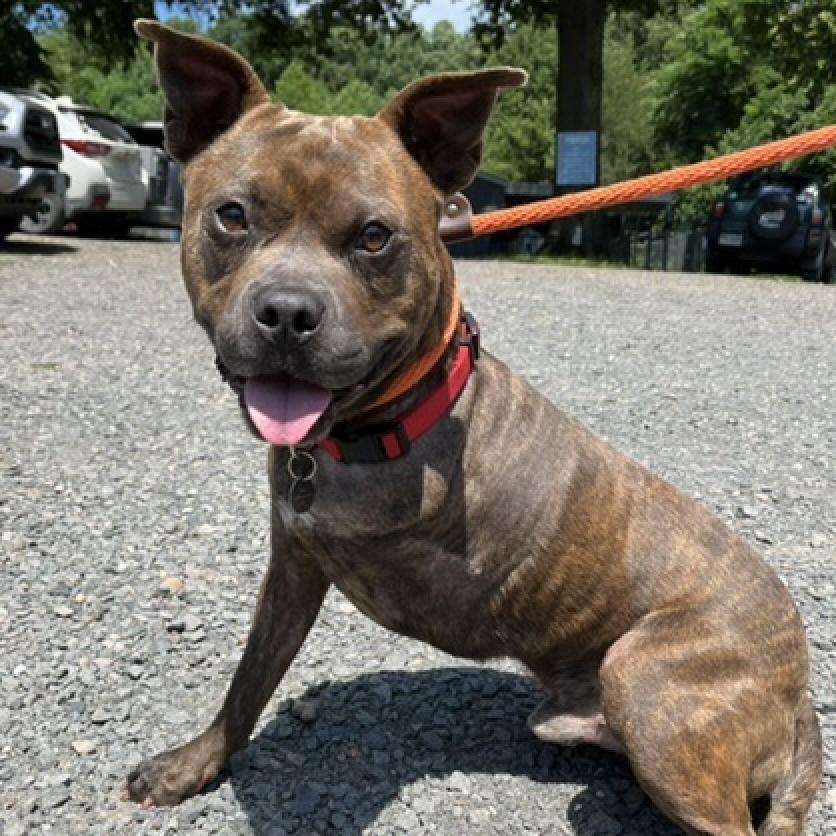 Enlarge Mammoth, a Adoptable mixed breed in Aldie, VA image 6/6