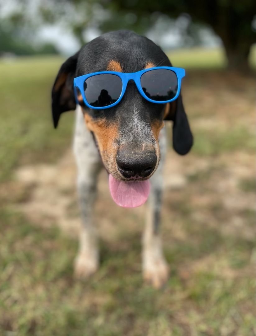 Enlarge Trennon, a Adopted Bluetick Coonhound in Leesburg, AL image 1/11