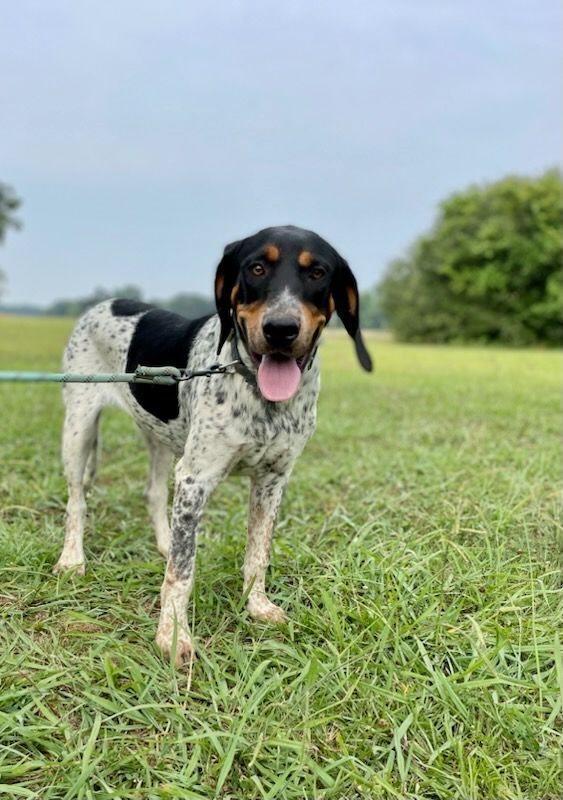Enlarge Trennon, a Adopted Bluetick Coonhound in Leesburg, AL image 2/11
