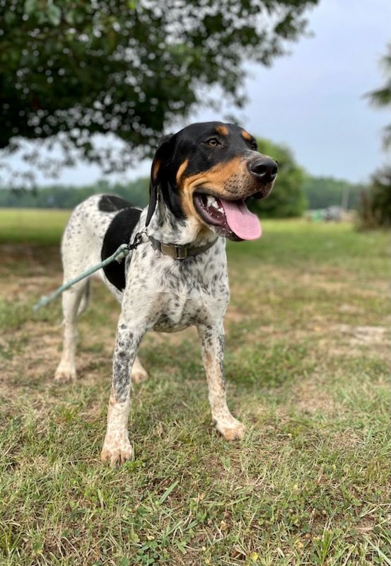 Enlarge Trennon, a Adopted Bluetick Coonhound in Leesburg, AL image 3/11