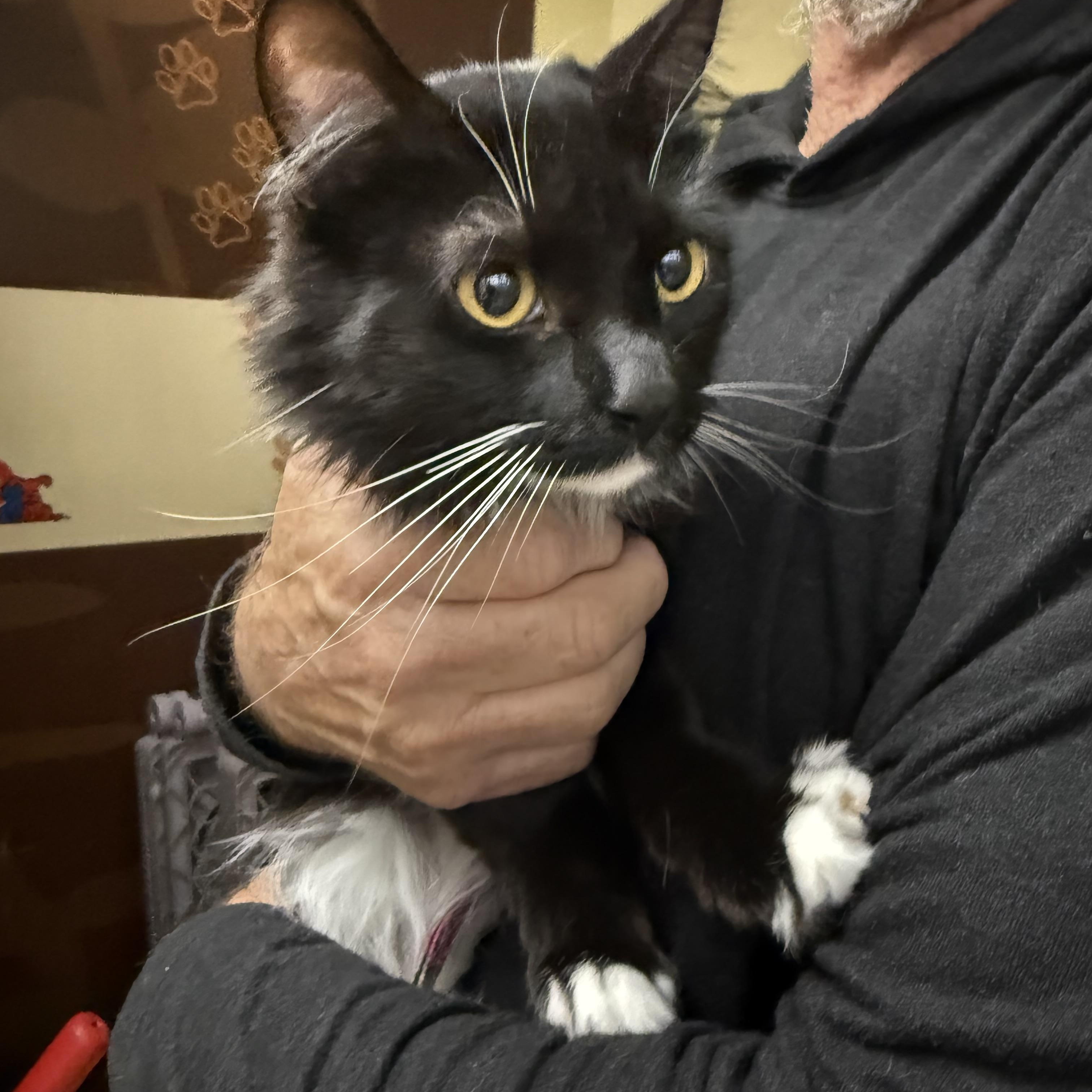 Enlarge Silly, a Adoptable Tuxedo in Las Vegas, NV image 1/1