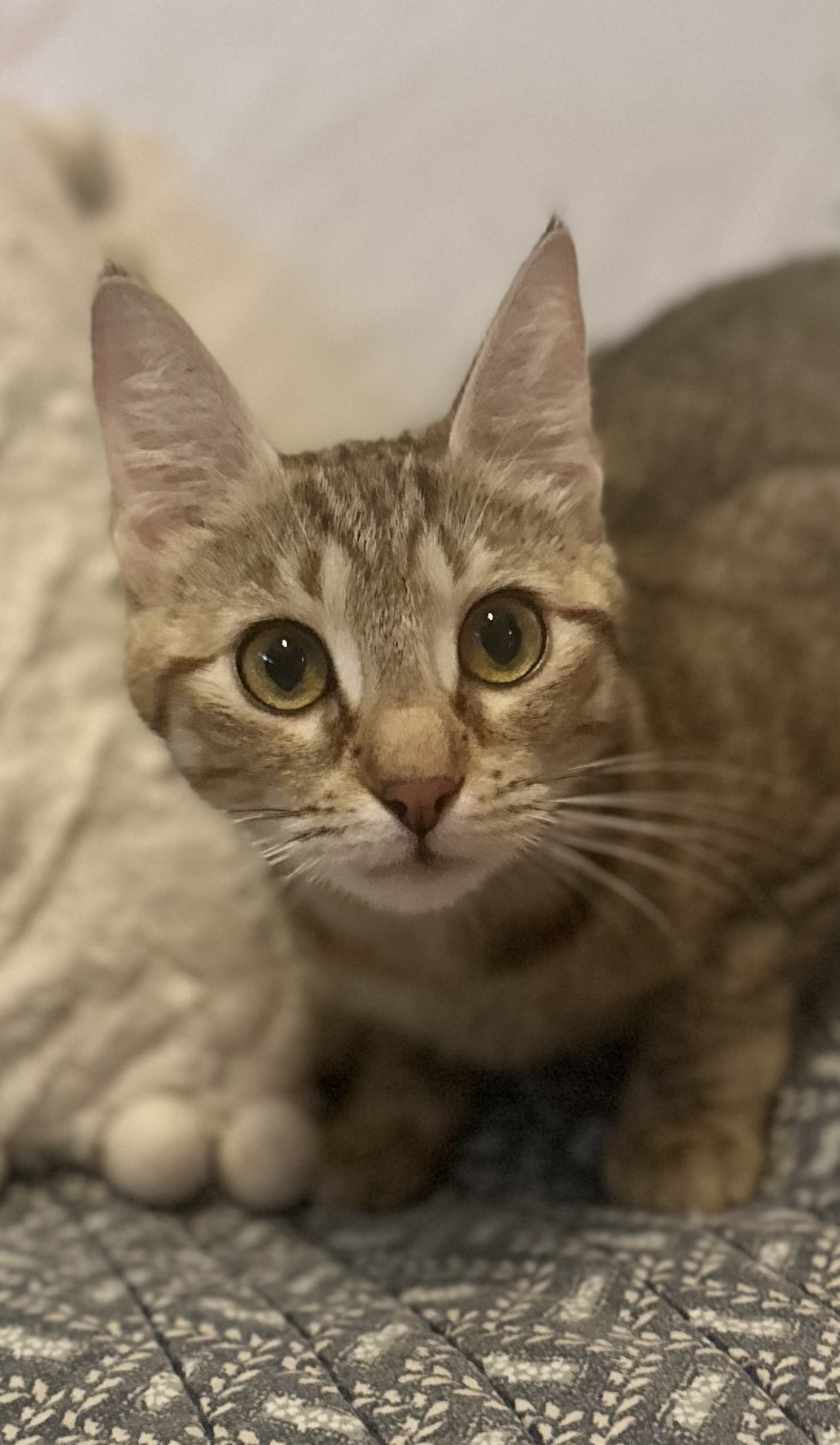 Paisley - North Conroe Petsmart, a Adoptable mixed breed in Conroe, TX image 1/6