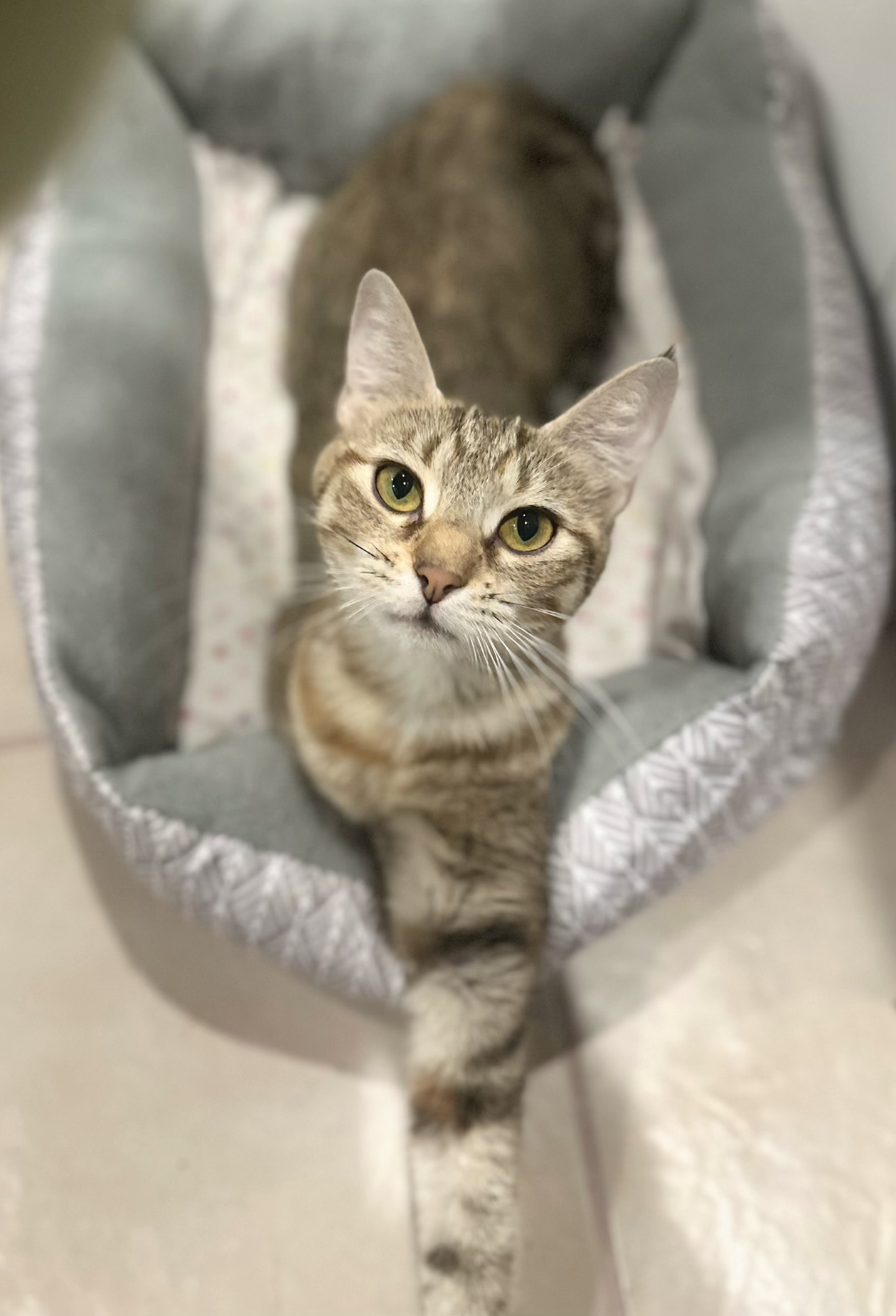 Paisley - North Conroe Petsmart, a Adoptable mixed breed in Conroe, TX image 2/6