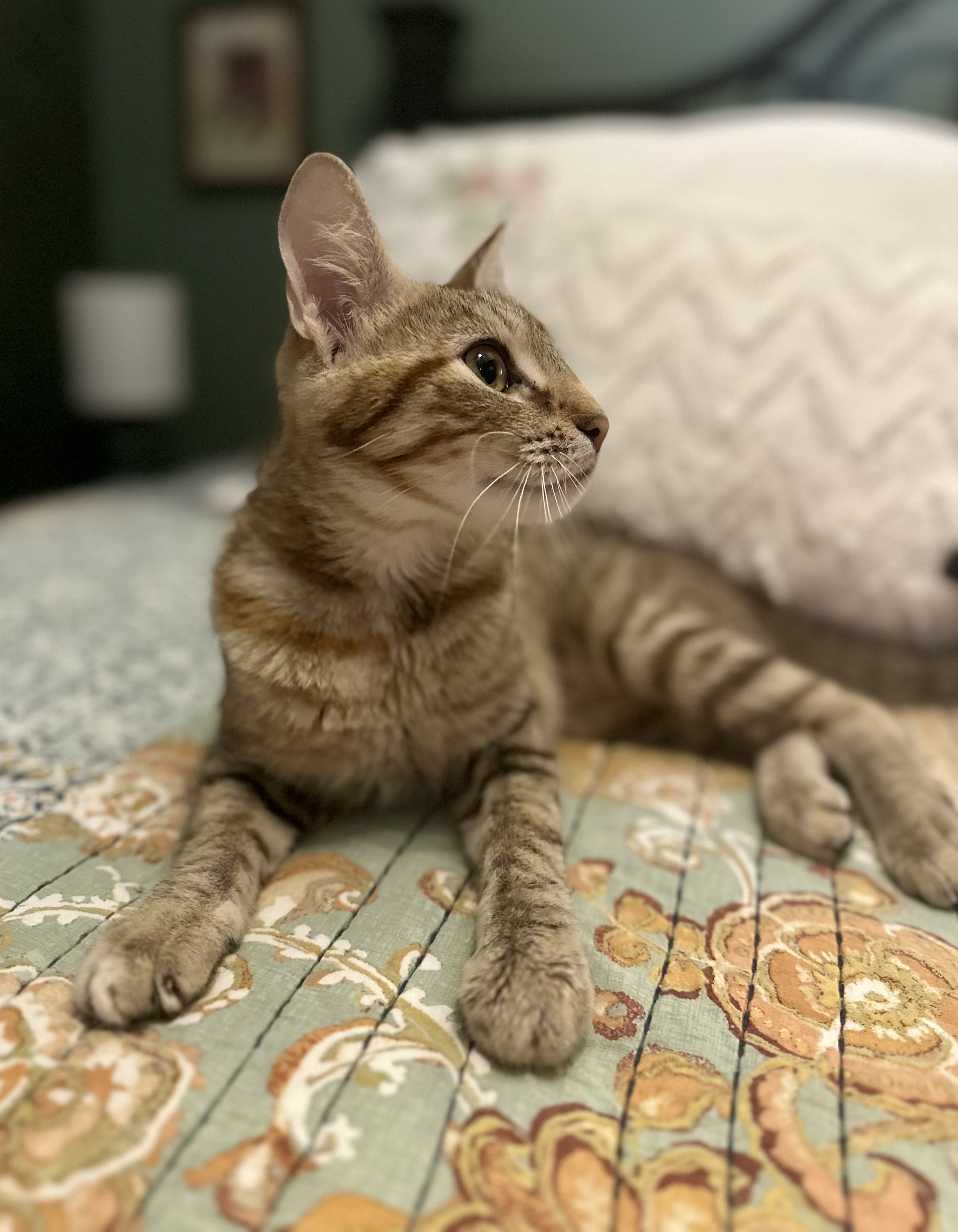 Paisley - North Conroe Petsmart — thumbnail 3