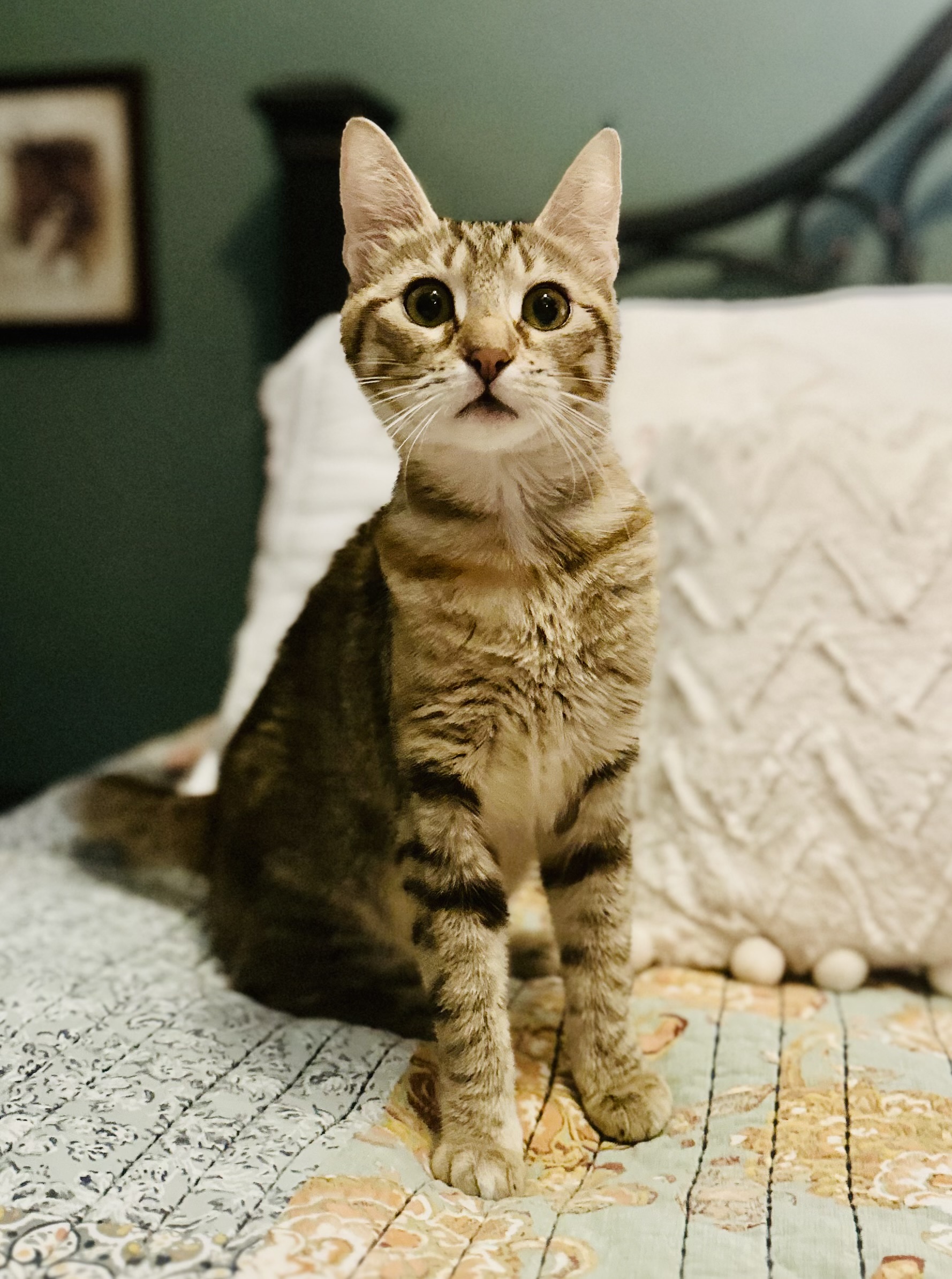 Paisley - North Conroe Petsmart, a Adoptable mixed breed in Conroe, TX image 4/6