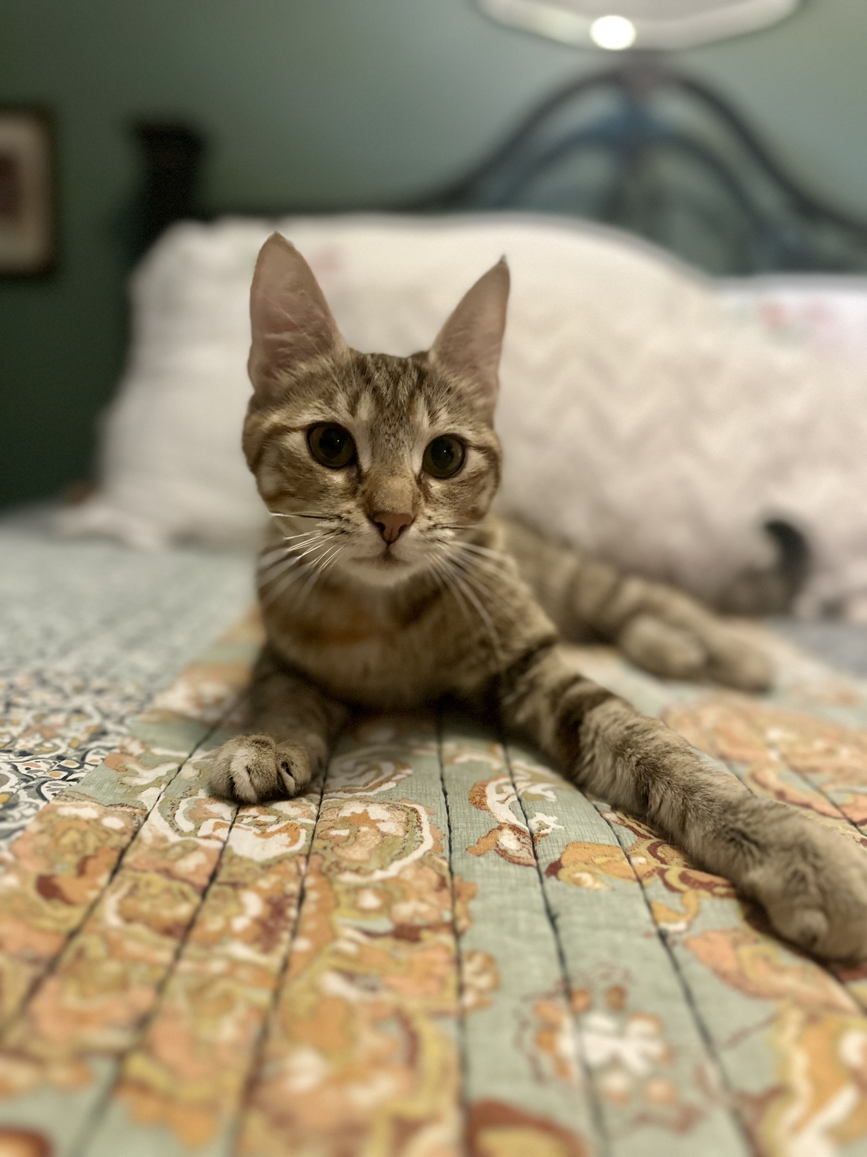 Paisley - North Conroe Petsmart — thumbnail 5