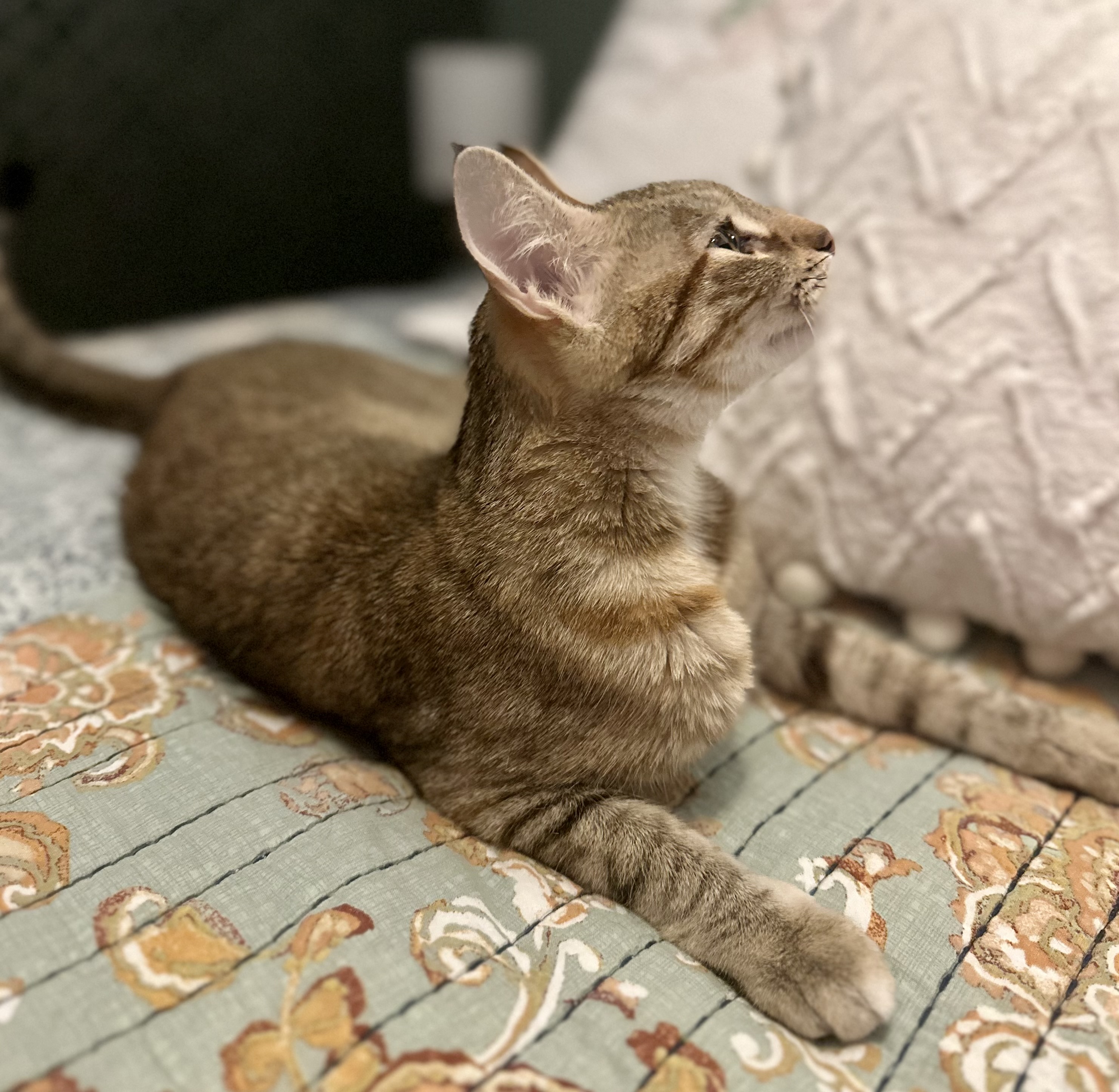 Paisley - North Conroe Petsmart — thumbnail 6