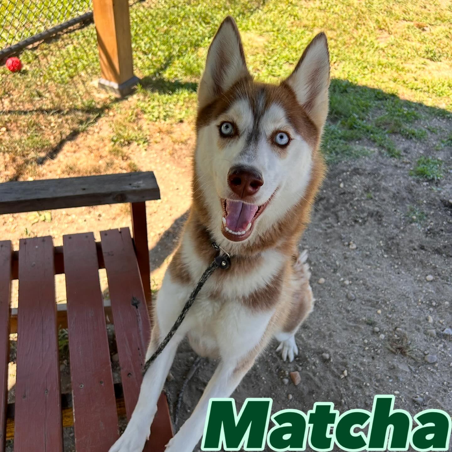Enlarge Matcha Tag #1367, a Adoptable Husky in Central Islip, NY image 1/1