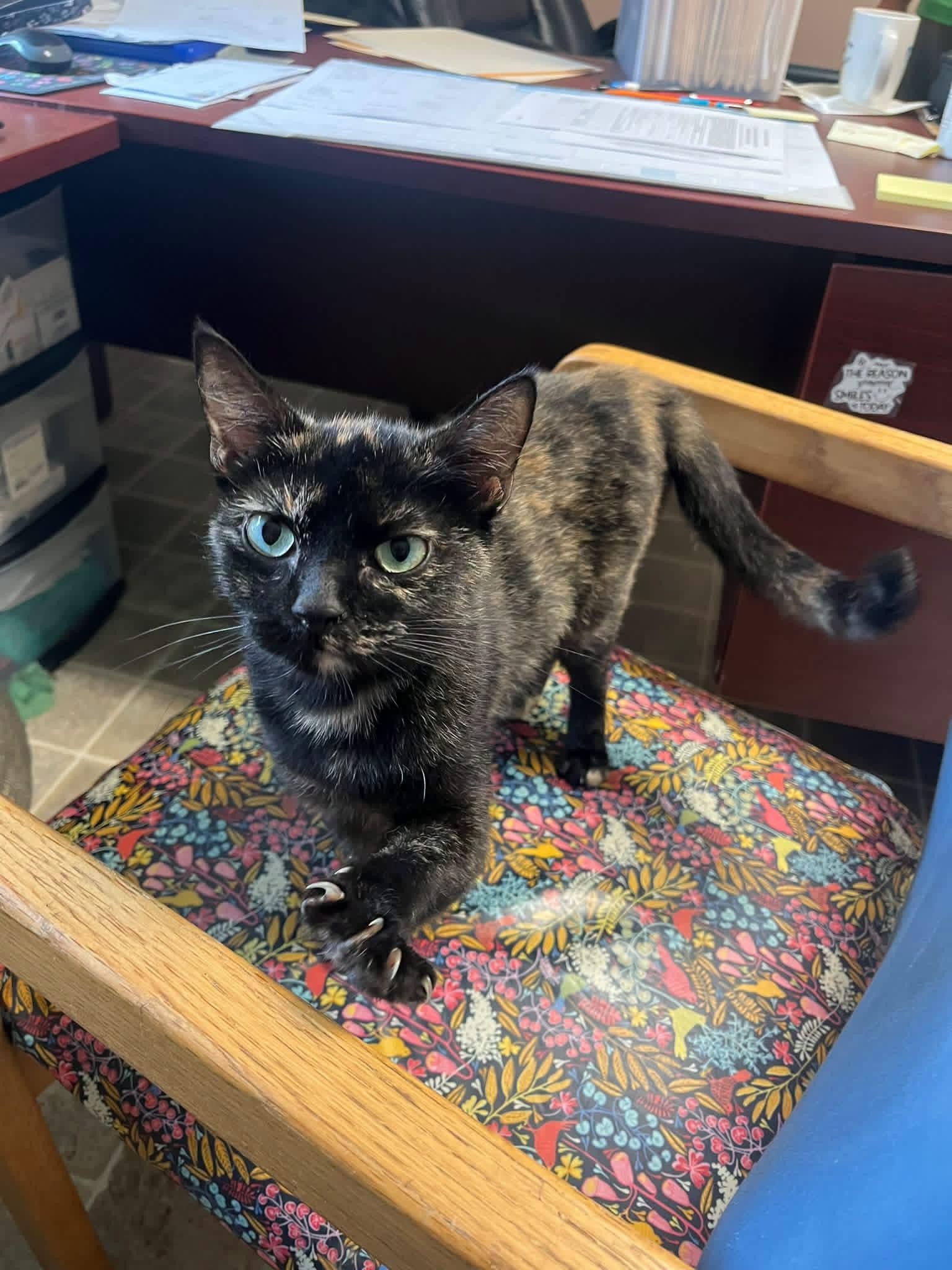 Mosaic, Adoptable, Young Female Domestic Short Hair.