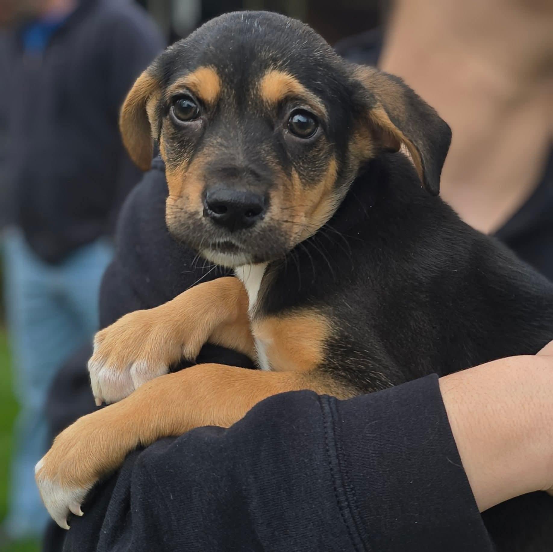 Romeo, an adopted Mixed Breed in East Peoria, IL image 4/5