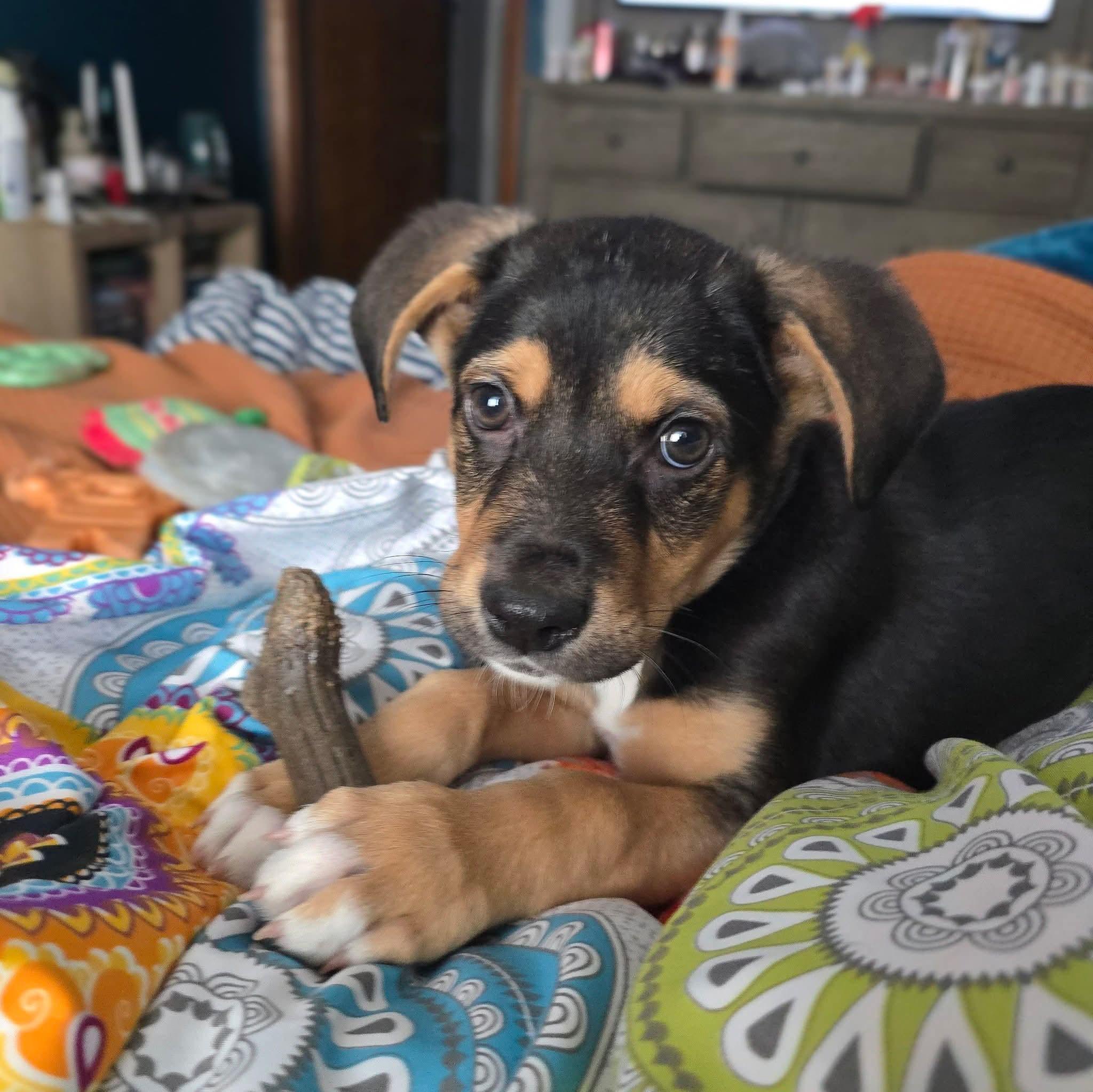 Romeo, an adopted Mixed Breed in East Peoria, IL image 3/5