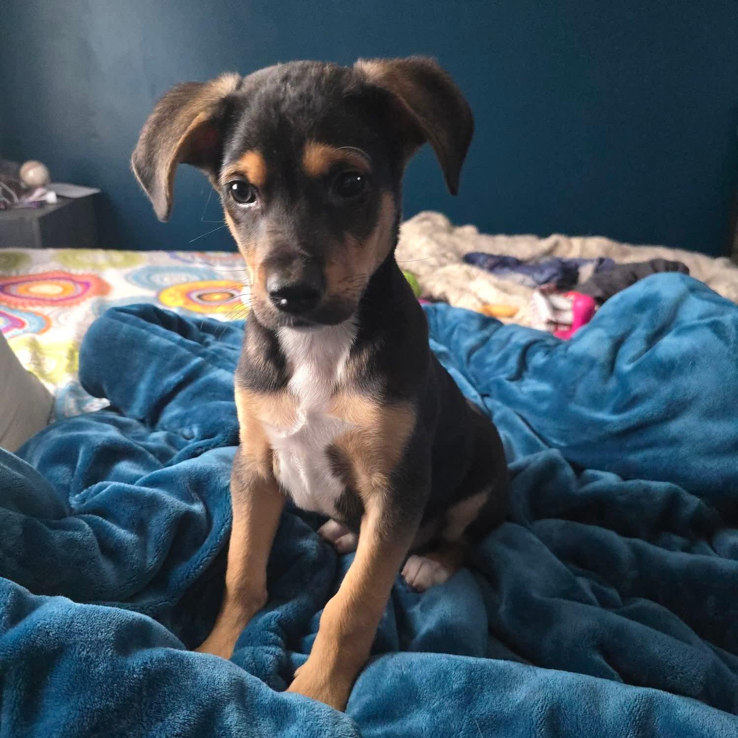 Romeo, an adopted Mixed Breed in East Peoria, IL image 1/5