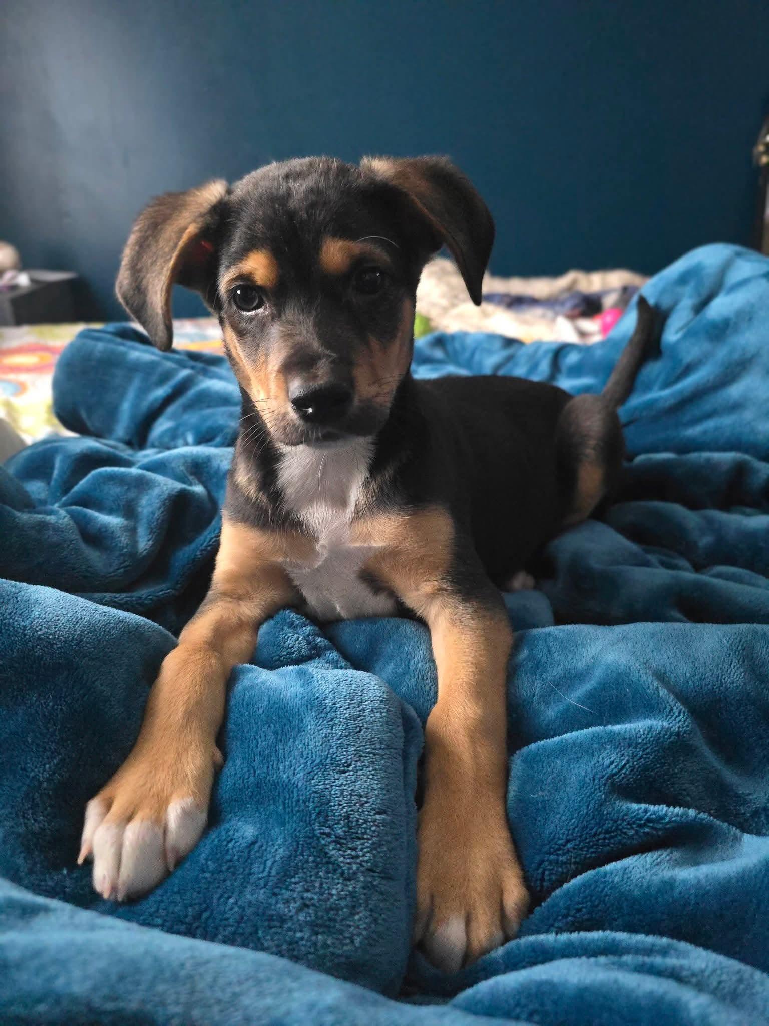 Romeo, an adopted Mixed Breed in East Peoria, IL image 5/5