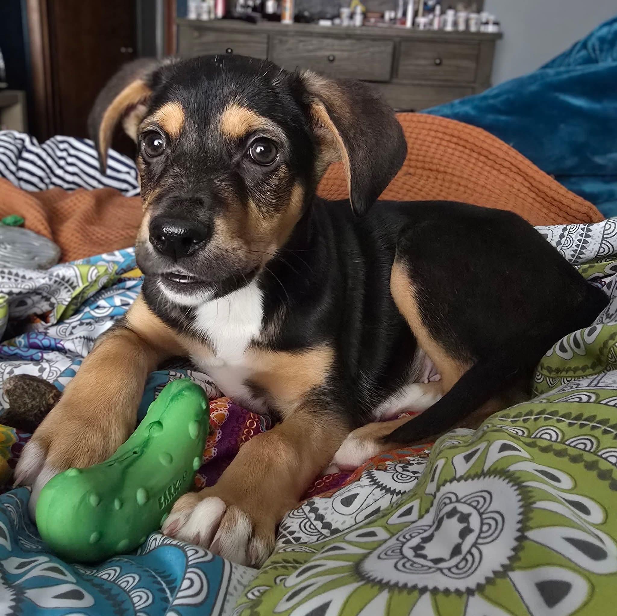 Romeo, an adopted Mixed Breed in East Peoria, IL image 2/5