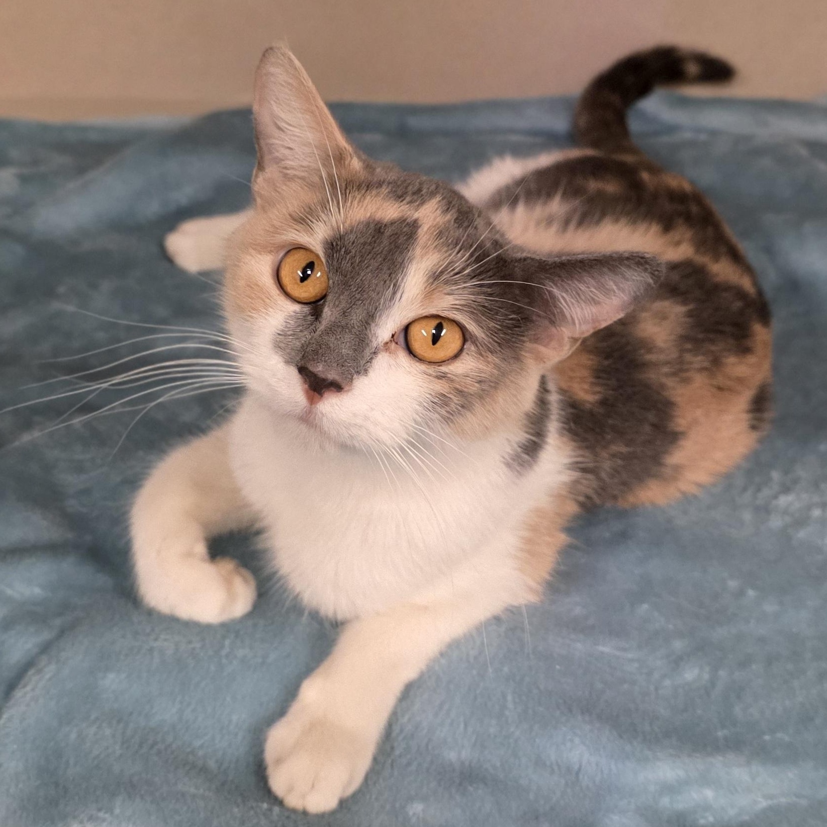 Stevie, Adoptable, Adult Female Calico & Domestic Short Hair.
