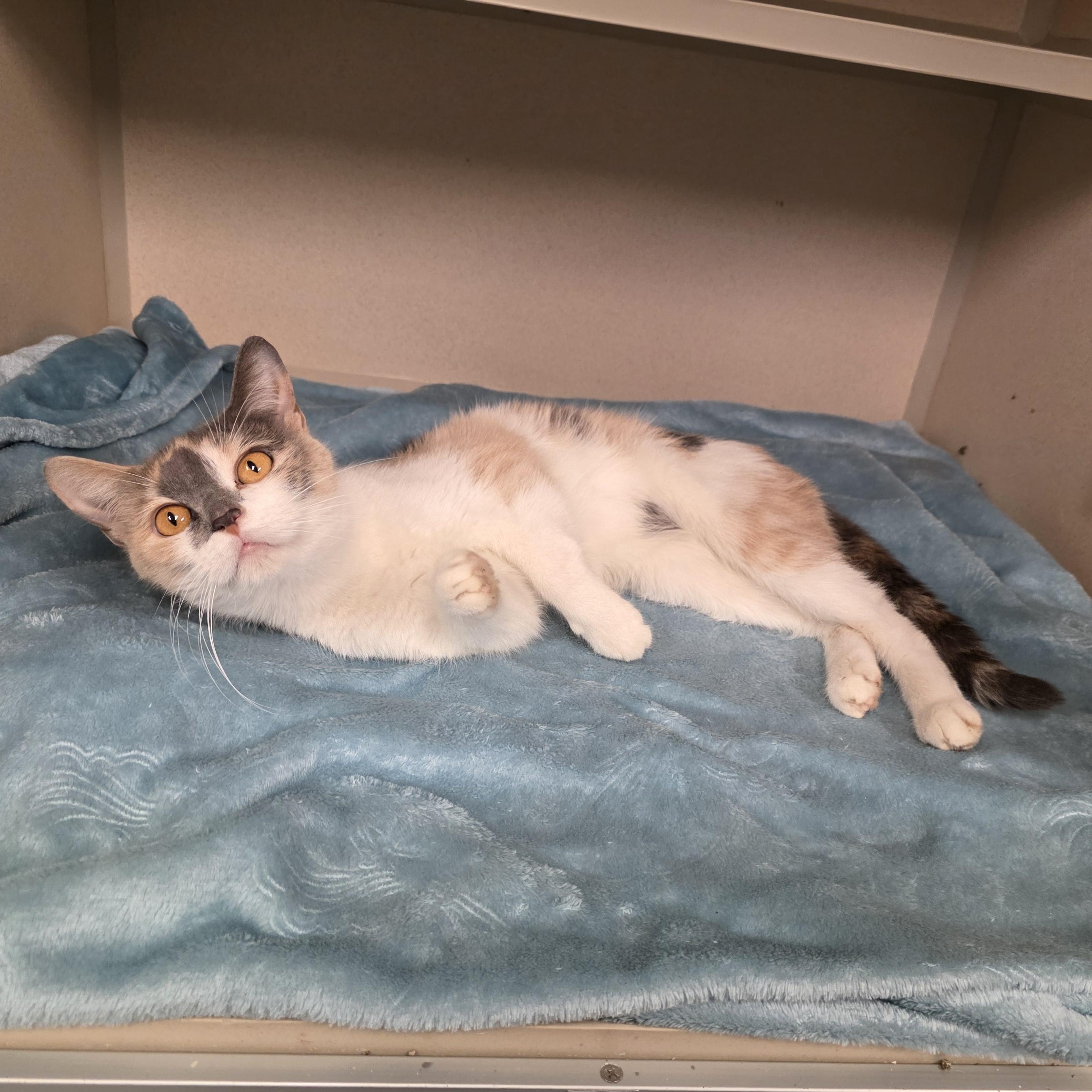 Stevie, a Adoptable mixed breed in Greensboro, NC image 5/6